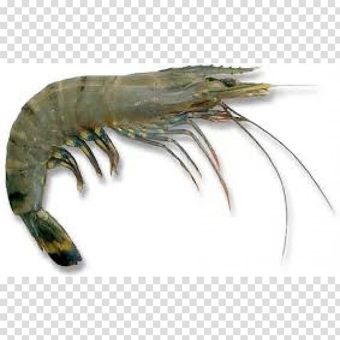 Giant tiger prawn Animal Invertebrate Fish, fish transparent background PNG clipart