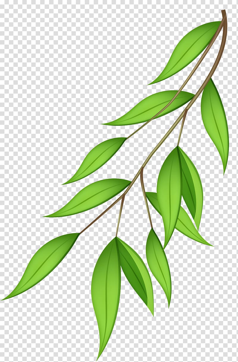 green plant leaf, Branch , Green Branch transparent background PNG clipart