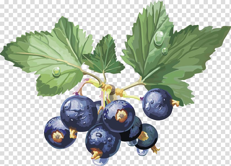 Frutti di bosco Gooseberry Blackcurrant Fruit Redcurrant, Blueberry transparent background PNG clipart