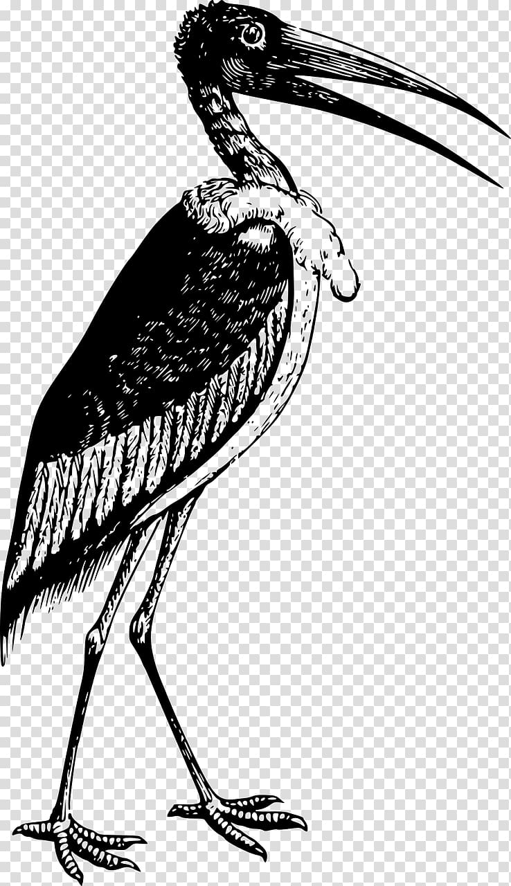 Marabou stork Bird Pelecaniformes , Bird transparent background PNG clipart