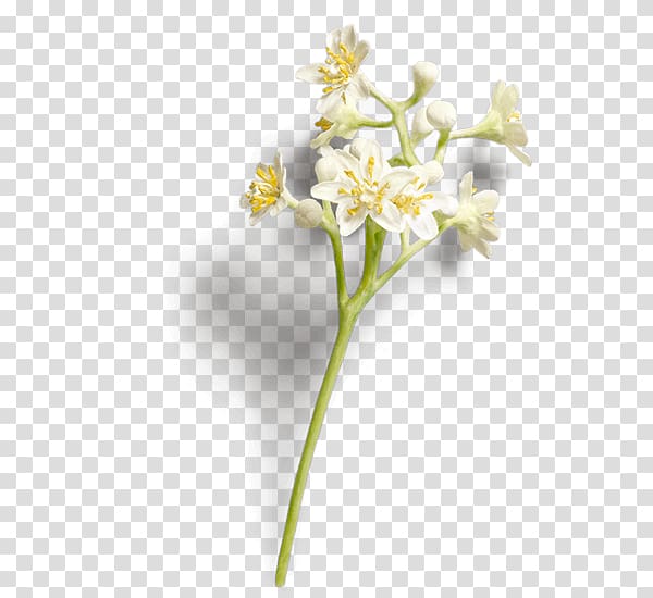 Cinnamomum verum Cut flowers Chinese cinnamon Plant, flower transparent background PNG clipart