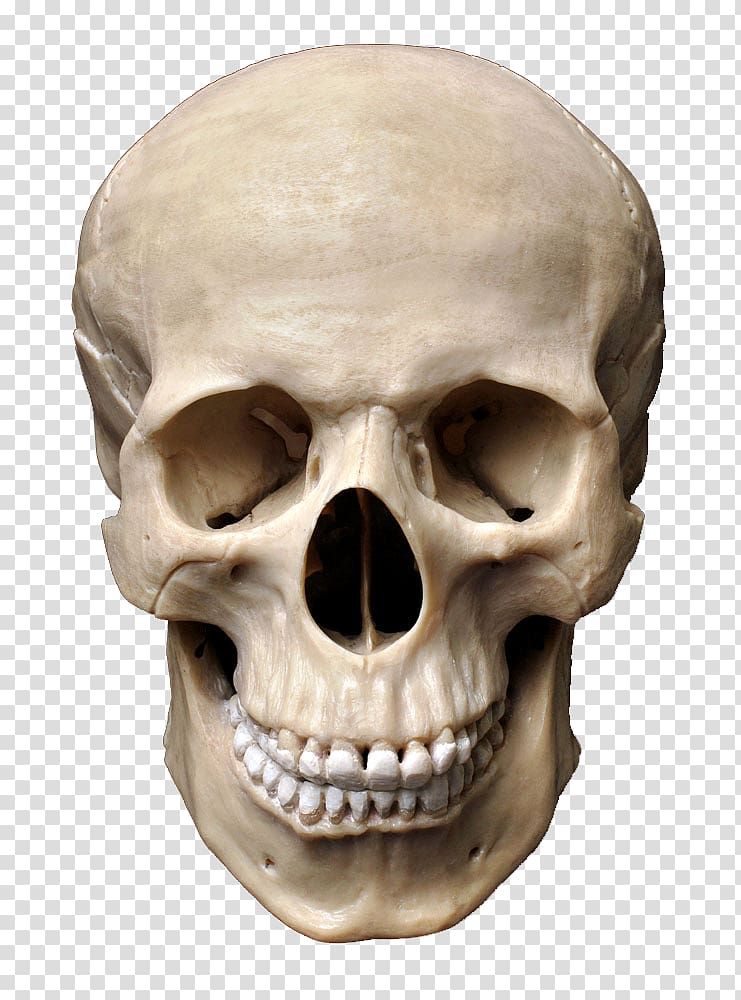 beige skull, Skull Human skeleton Homo sapiens Bone, Skull transparent background PNG clipart