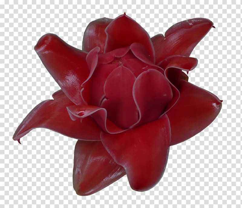 Flowerpot, exotic flower transparent background PNG clipart