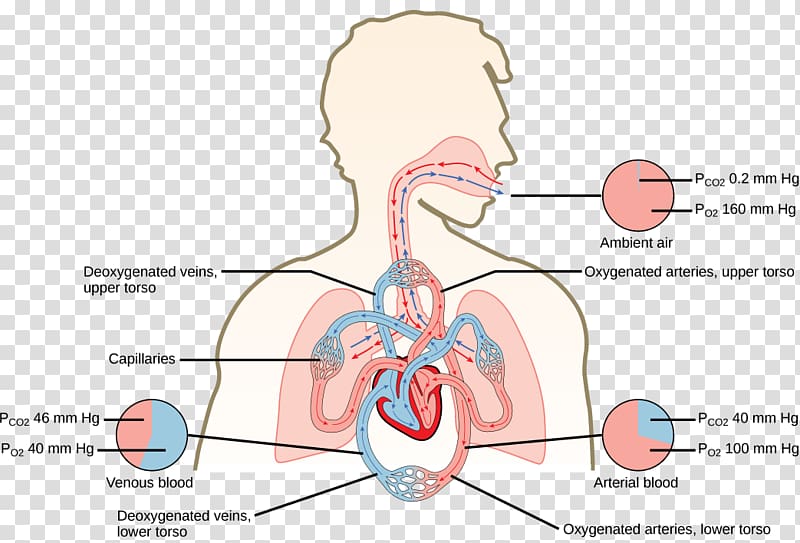 Gas exchange Carbon dioxide Oxygen cycle Pulmonary alveolus Diffusion, environmental labeling transparent background PNG clipart
