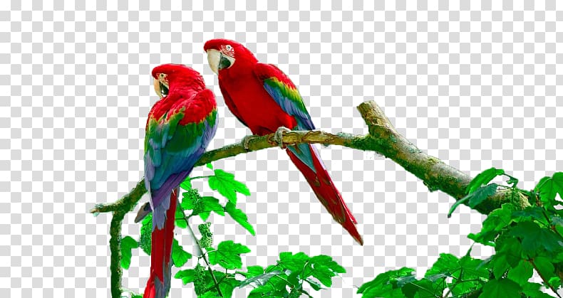 Lake Sandoval Budgerigar Amazon rainforest Peruvian Amazon Macaw, others transparent background PNG clipart