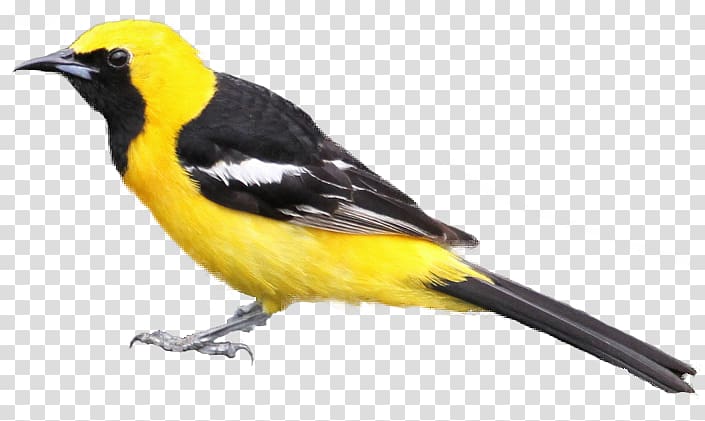 Bird Hooded oriole Baltimore oriole Tanager , Bird Water Color transparent background PNG clipart