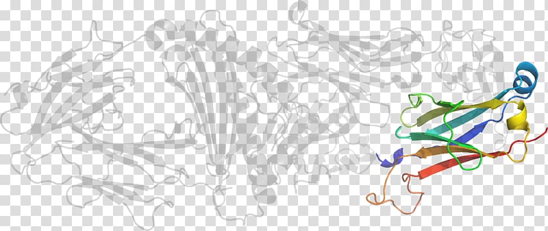 Graphic design Line art , Beta2 Microglobulin transparent background PNG clipart