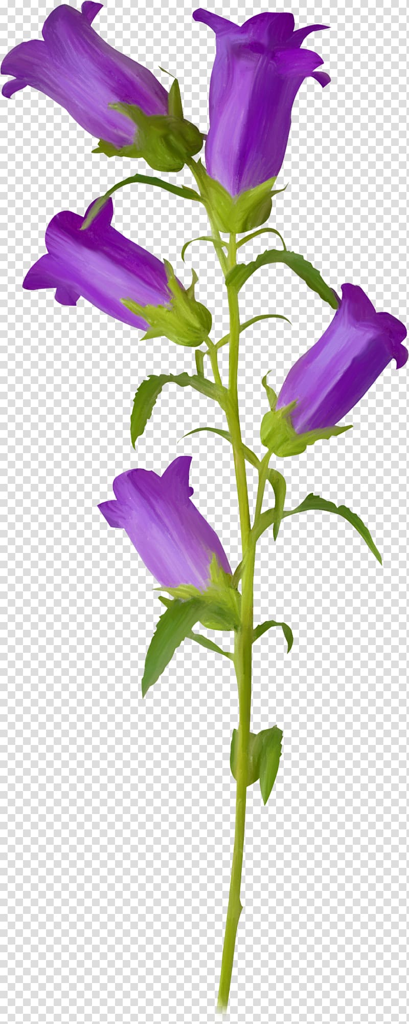 Flower Violet Campanula patula , flower transparent background PNG clipart