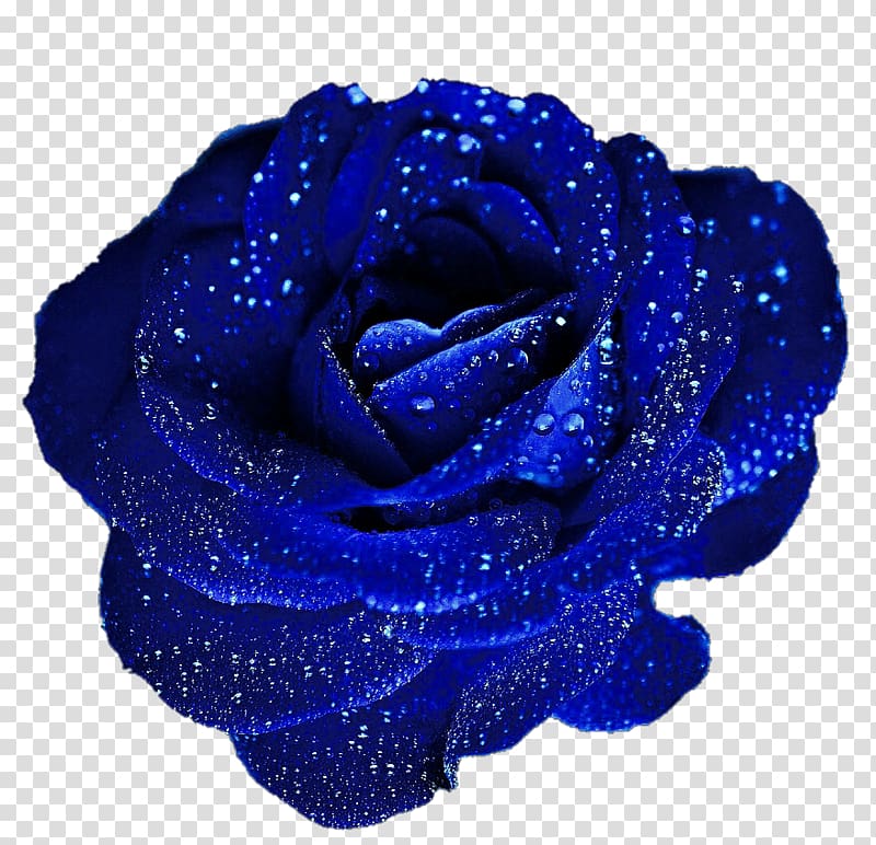 blue rose with water droplets, Blue rose Flower , Blue Rose transparent background PNG clipart