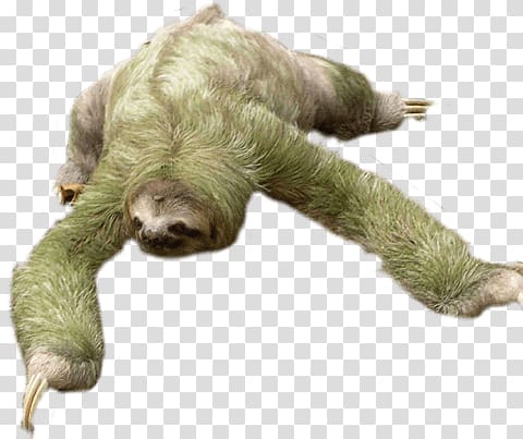 green and brown sloth, Sloth Looking Down transparent background PNG clipart