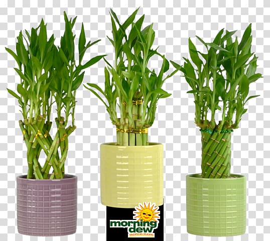 Lucky bamboo Houseplant Flowerpot Tropical woody bamboos, lucky bamboo transparent background PNG clipart