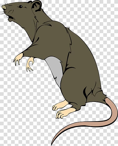 Brown rat Mouse Rodent Laboratory rat , Acid transparent background PNG clipart