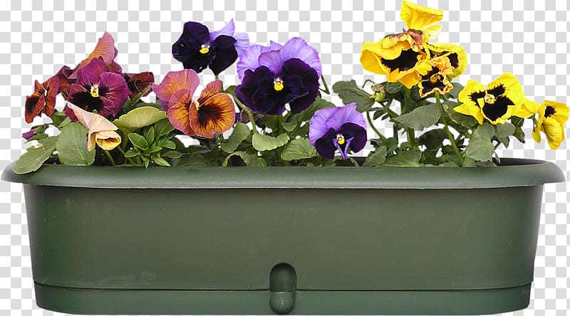 Pansy Balcony Garden .xchng Viola cornuta, balcony transparent background PNG clipart