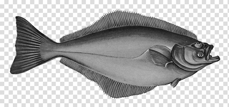 Atlantic halibut Flatfish A History of the Fishes of the British Islands, fish transparent background PNG clipart