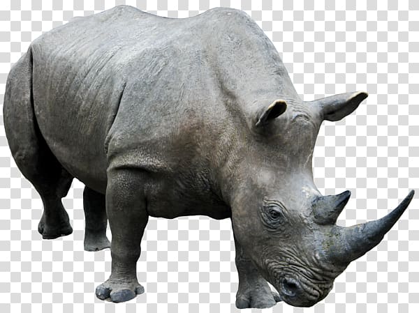 Rhino transparent background PNG clipart