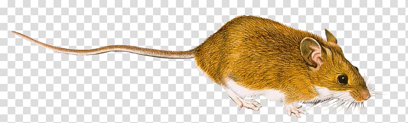 Rat Computer mouse , rat transparent background PNG clipart