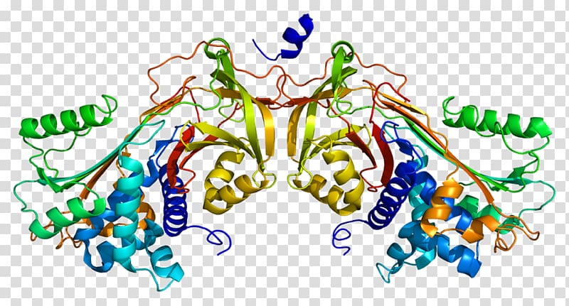 Heparin cofactor II Antithrombin Properdin Plasminogen activator inhibitor-2, Gamma Globulin transparent background PNG clipart