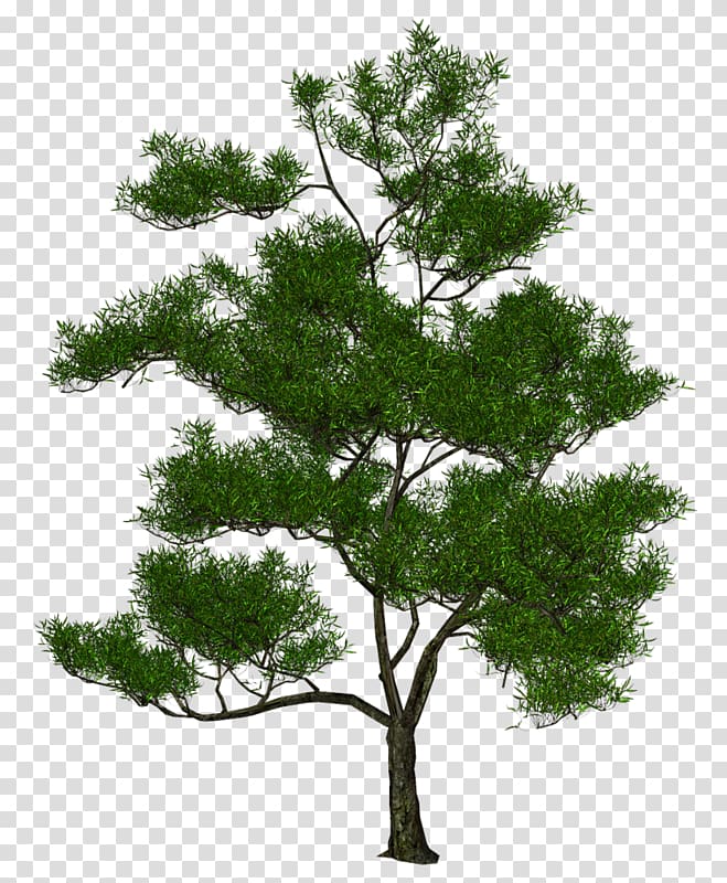 Tree 3D computer graphics Natural environment , tree transparent background PNG clipart