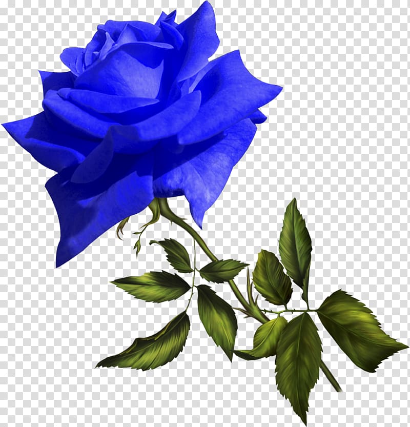 Footage Blue rose Video Film editing Birthday, Birthday transparent background PNG clipart