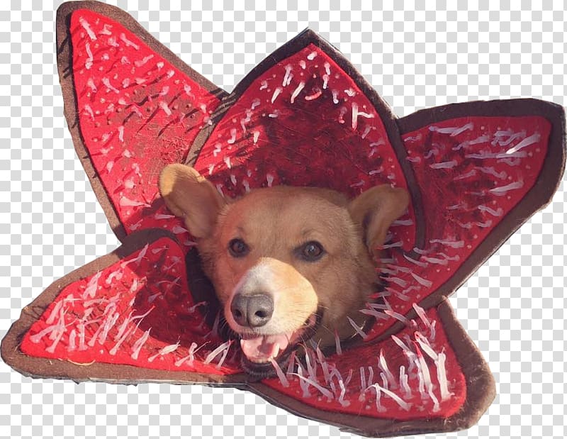 Pembroke Welsh Corgi Demogorgon Halloween costume, Demogorgon transparent background PNG clipart