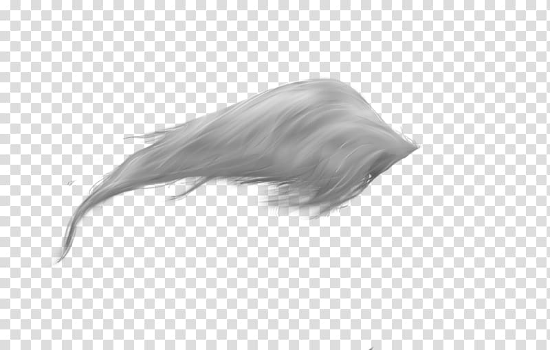 Horse Tail Feather , long hair transparent background PNG clipart