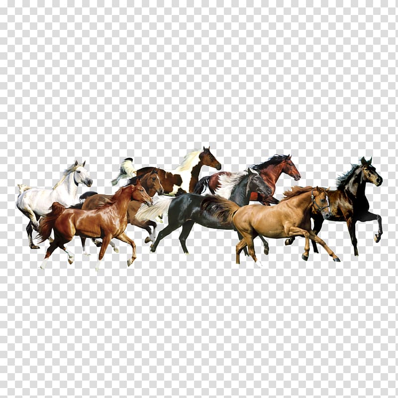 horses transparent background PNG clipart