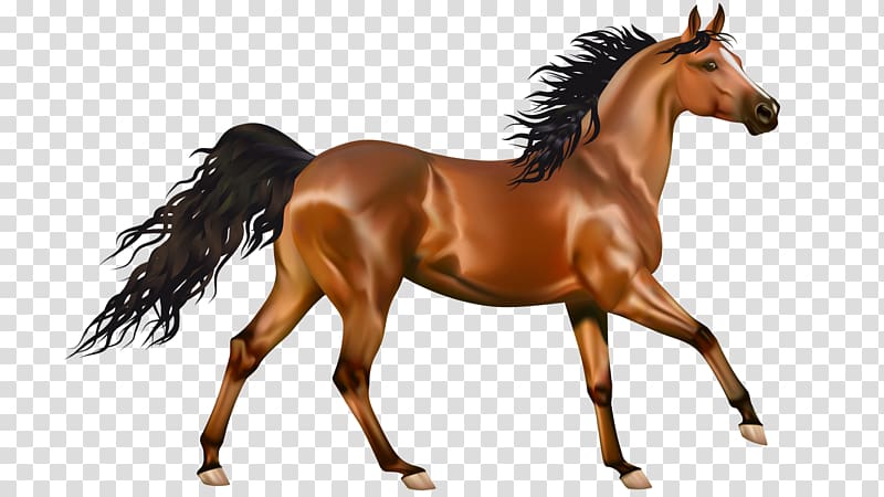 Arabian horse Mustang Pony , dry land transparent background PNG clipart