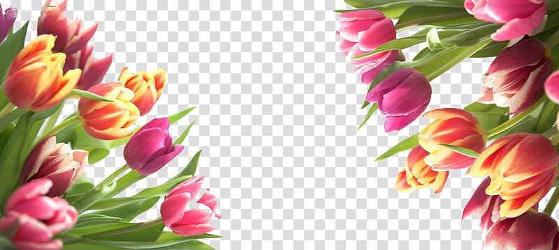 Tulip Flower, Color bouquet of tulips in kind transparent background PNG clipart