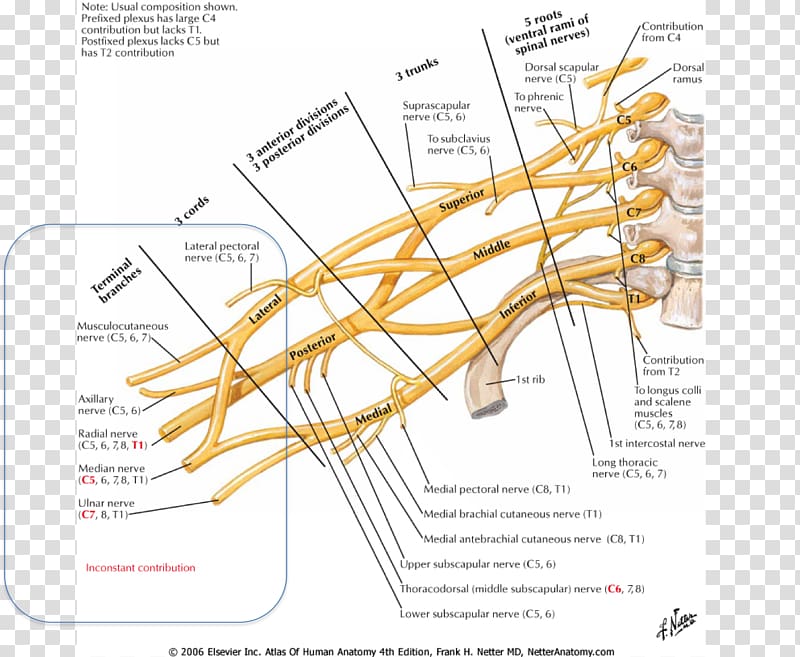 Atlas der Anatomie des Menschen Brachial plexus Anatomy Brachialis muscle, arm transparent background PNG clipart