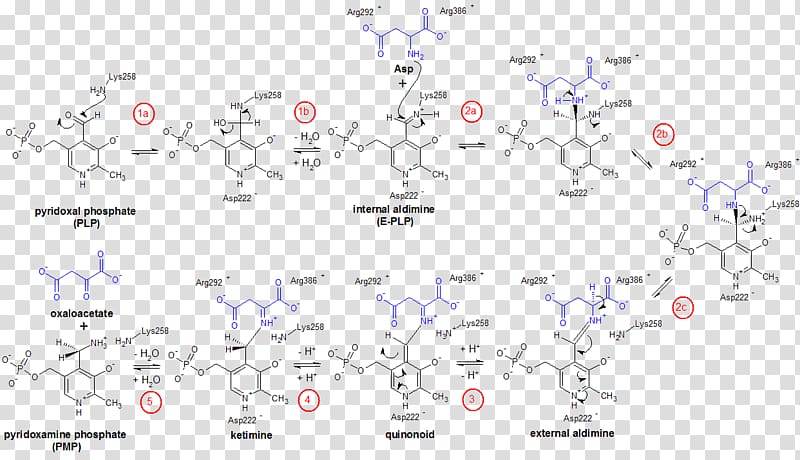 Line Point Aspartate transaminase Angle, line transparent background PNG clipart