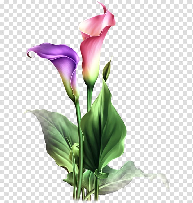 calla lily flowers transparent background PNG clipart