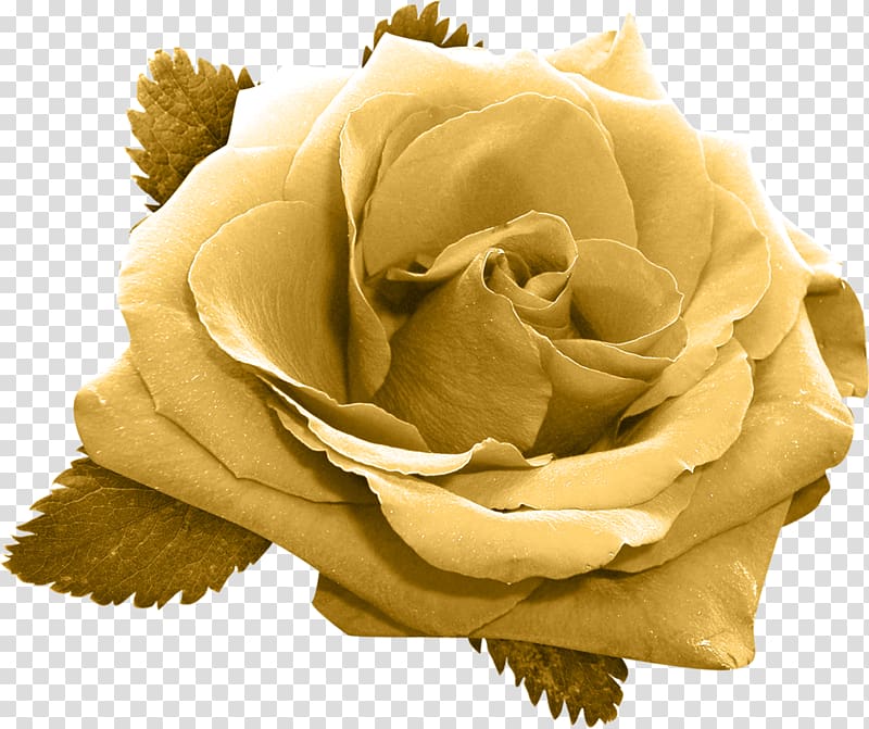Garden roses Flower Gold, rose transparent background PNG clipart