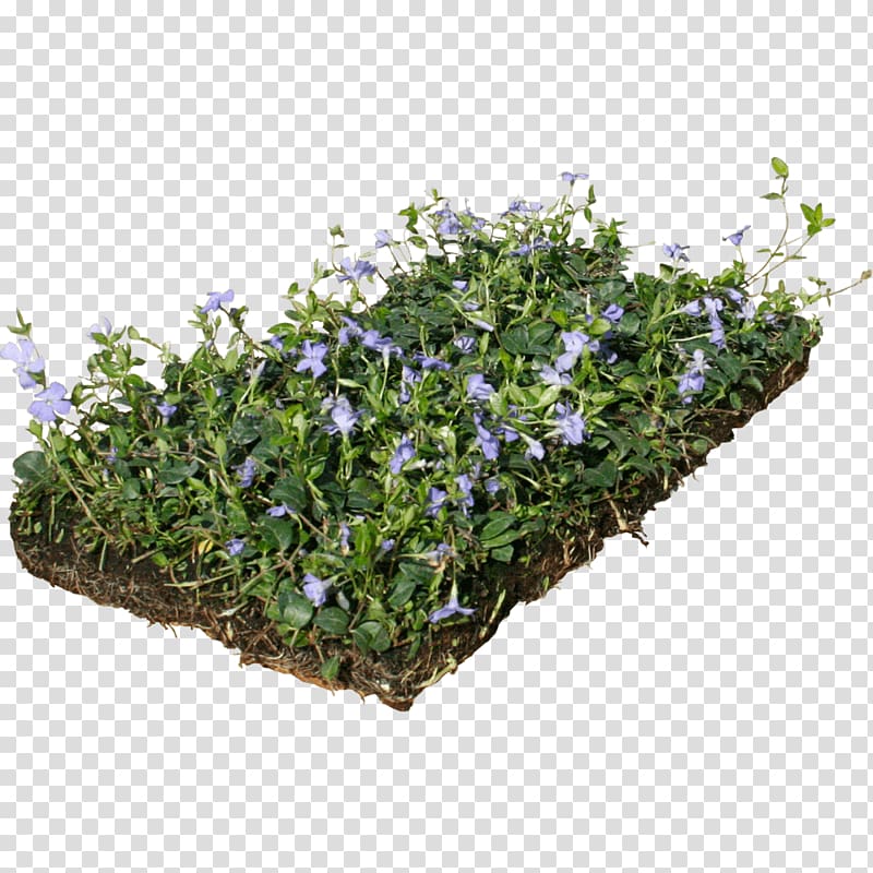 Myrtle Groundcover Perennial plant Evergreen Dwarf lilyturf, plant transparent background PNG clipart