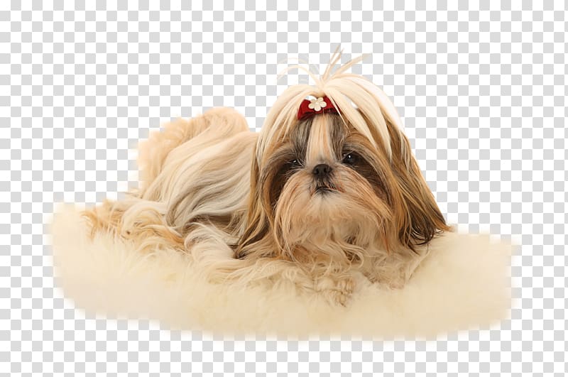 Shih Tzu Havanese dog Lhasa Apso Poodle Chinese Imperial Dog, puppy transparent background PNG clipart