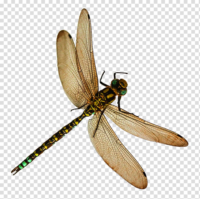 Dragonfly transparent background PNG clipart