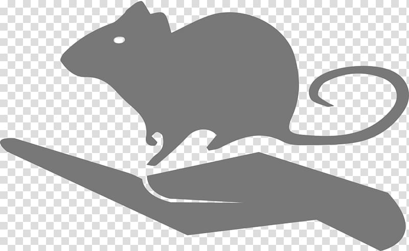 Whiskers Rat Mouse Cat Scientist, rat transparent background PNG clipart