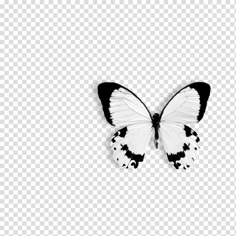 Butterfly Papilio dardanus Drawing Black and white , twigs transparent background PNG clipart