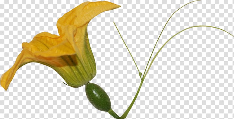 Flower Cucumber Plant , gazania transparent background PNG clipart
