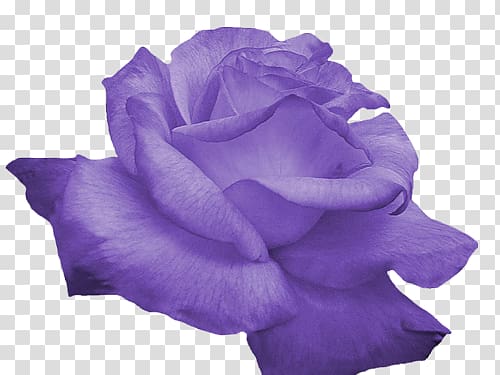 Rose Flower Purple , rose transparent background PNG clipart
