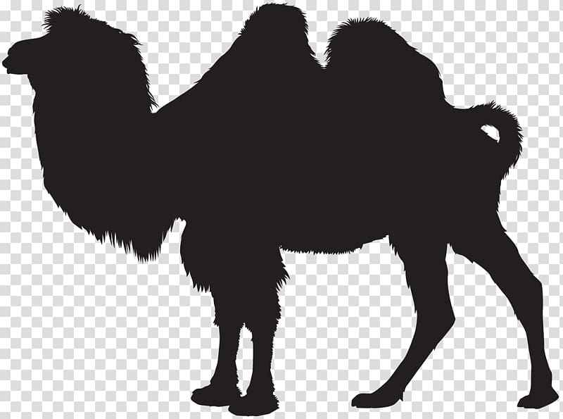 Scalable Graphics , Camel Silhouette transparent background PNG clipart