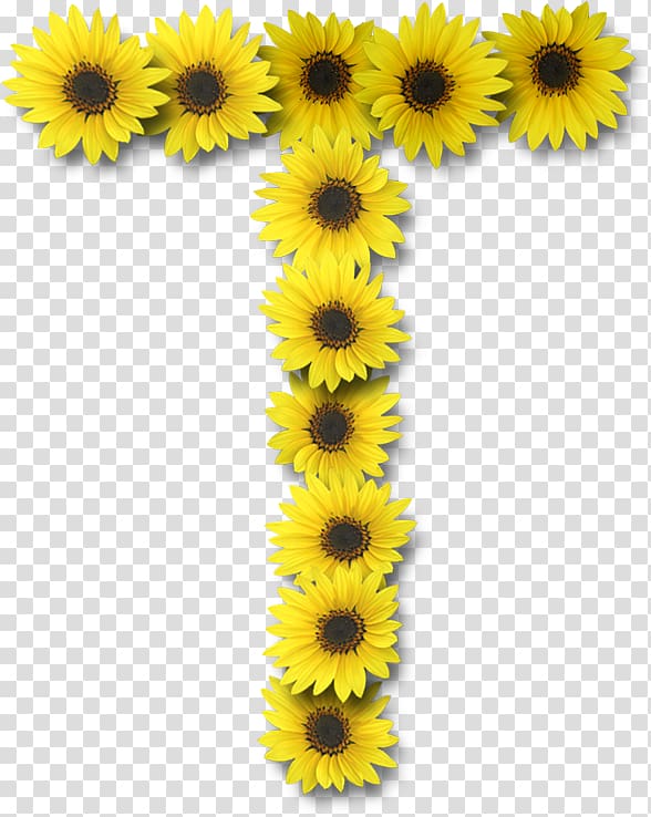 Common sunflower Letter case Alphabet, flower transparent background PNG clipart