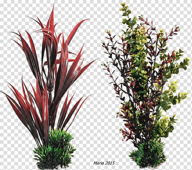Farbatlas Tropenpflanzen. Zier, und Nutzpflanzen Aquarienpflanze Embryophyta, pflanzen transparent background PNG clipart