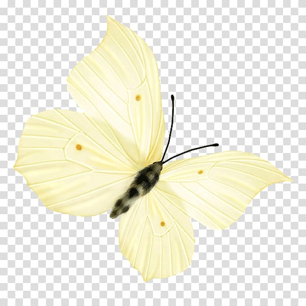 Nymphalidae Butterfly Insect Pieridae, butterfly transparent background PNG clipart