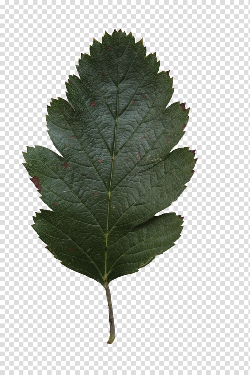 Leaf Tree Oak Alnus glutinosa , leaf texture transparent background PNG clipart