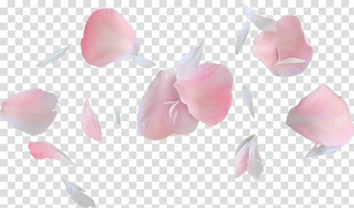 Portable Network Graphics Petal Flower Computer file , flower transparent background PNG clipart