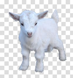white goat kid, Goat Baby transparent background PNG clipart