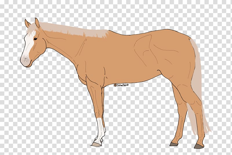 Mule Foal Stallion Colt Mare, Canter And Gallop transparent background PNG clipart