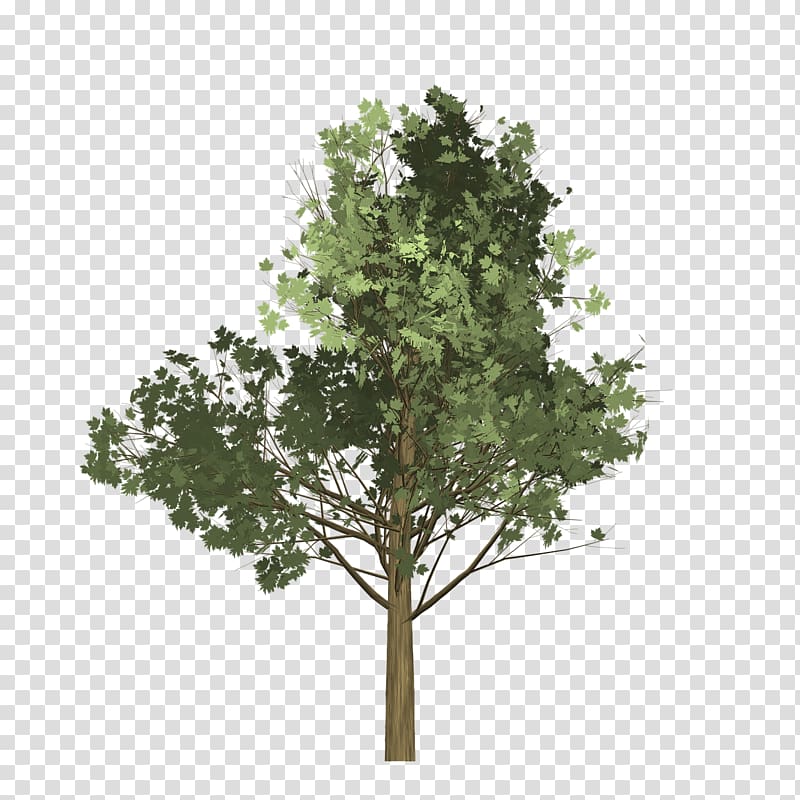 Branch Tree Maple Oak, tree transparent background PNG clipart