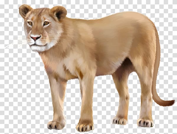 Asiatic lion , others transparent background PNG clipart