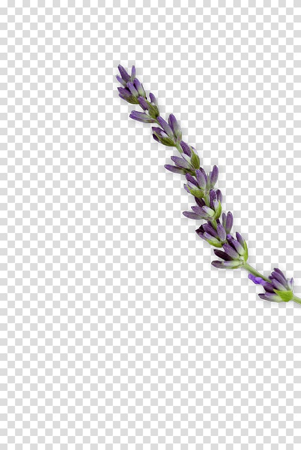 purple flower illustration, English lavender Stretch marks Scar Skin Dermatology, lavanda transparent background PNG clipart